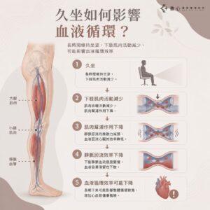 久坐造成下肢肌肉幫浦作用下降、靜脈回流減少,可能影響血液循環的示意圖。